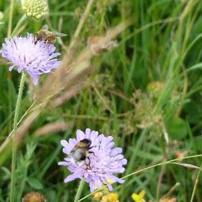 Blhende Landschaft Nohn